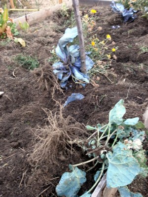 coles-arrancadas-por-los-jabalc3ades