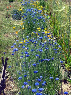 Acianos, amapolas California