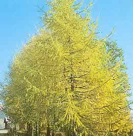 larix decidua