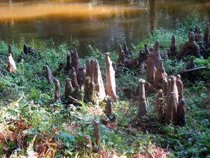 Extrañas criaturas de la ciénaga