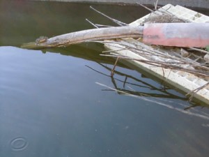 hotel flotante para ranas