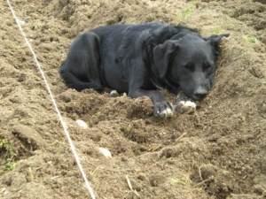 Ceibe y las patatas 400pix