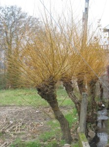 vimbieiras cambados reduc