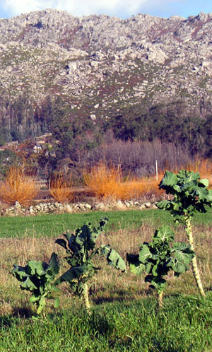 Vimbios+ coles, Son dic-07