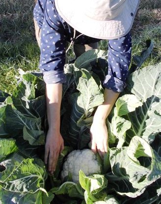 coliflor de las galaxias