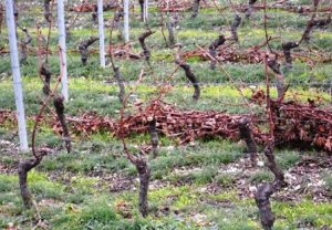 guyot simple, coppet nov12