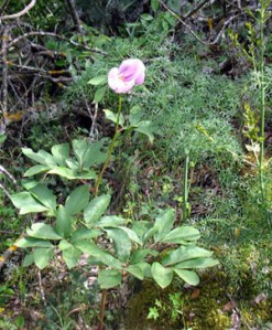 peonia broteroi 1ªsemana mayo