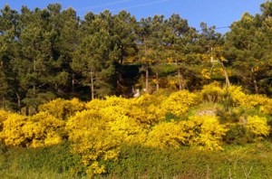 xestas Porto do Son maio