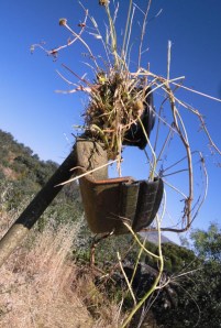 hierbas enredadas en el cabezal