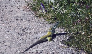 lagarto ocelado junio-13