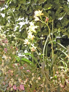 cymbidium a la intemperie