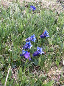 genciana alpina