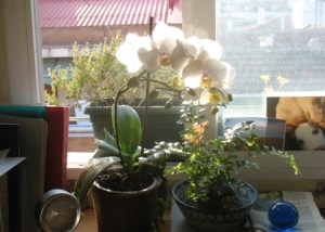 orquídea callejera 4-4-09