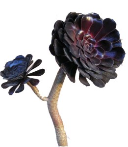 aeonium silueta