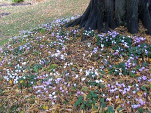 crocus hederifolius