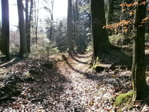 hojas que formarán el mantillo
