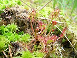 drosera rotundifolia