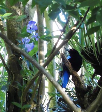 Irena puella y Vanda caerulea