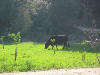 marzo 09,todavía avena