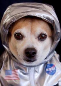 perro astronauta