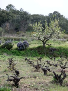 romeros, viñas podadas