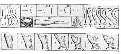corsés y patas chipendale
