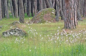 asfodelos,junio, cadalso