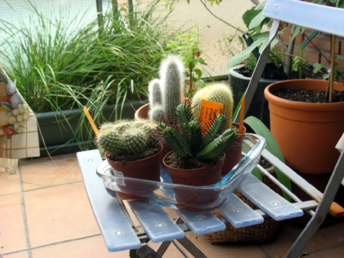 cómo se riegan los cactus