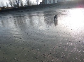 ceibe en la playa dic13