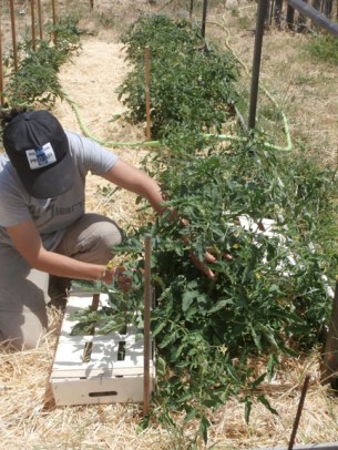 Tomates de mata baja