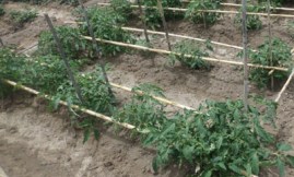 Mi vecino Alberto sólo utiliza "barandillas". A mí no me gusta ver la tierra tan desnuda,